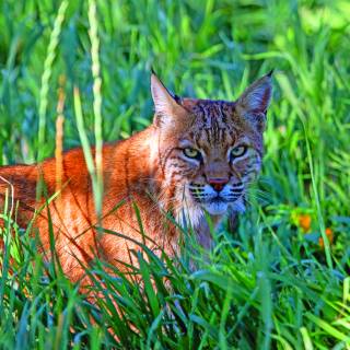 Wild Animal Sanctuary