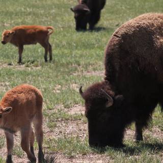 Rocky Mountain Arsenal National Wildlife Refuge