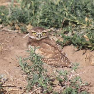 Rocky Mountain Arsenal National Wildlife Refuge