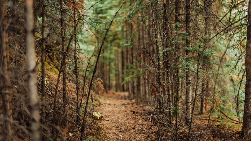 Hiking Trail in Colorado