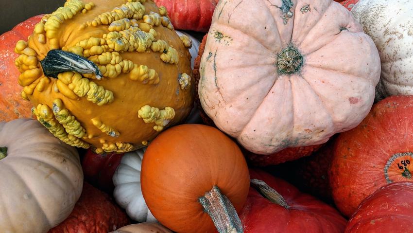 Nick's Garden Center Fall Festival