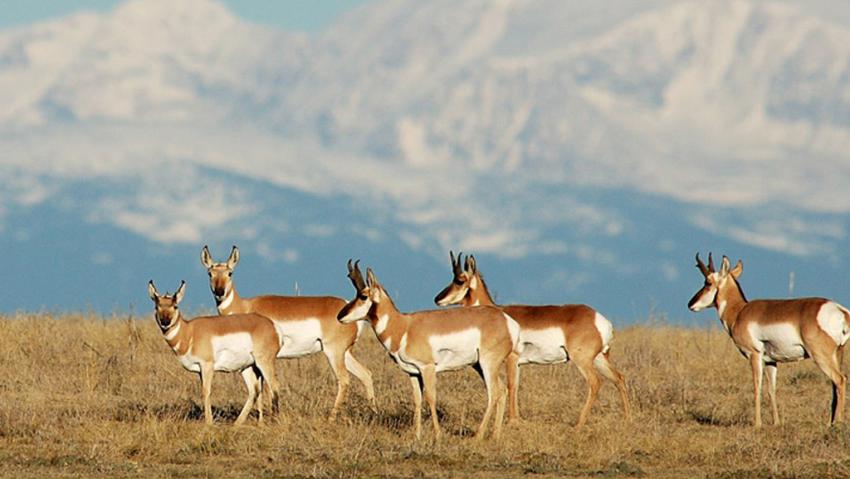 Pronghorn Deer in Aurora, Colorado