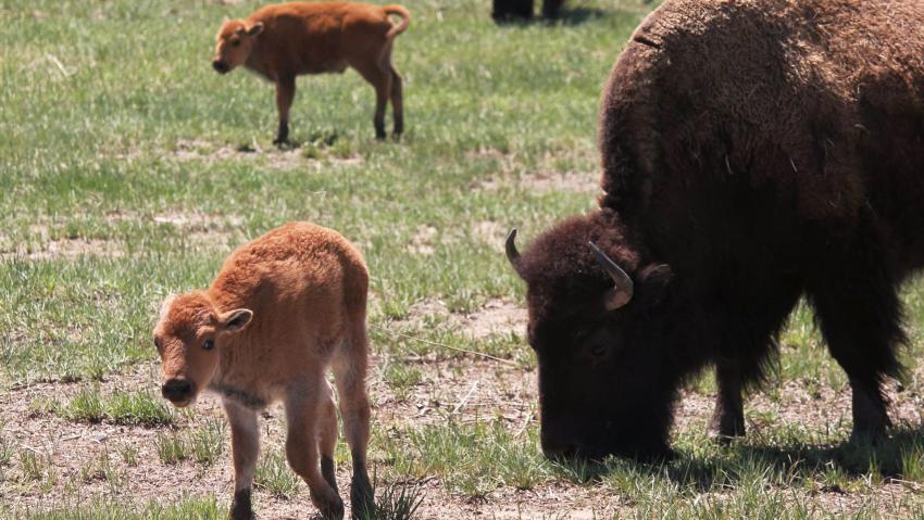 A young bison stands close to its mother in spring time in Aurora Colorado