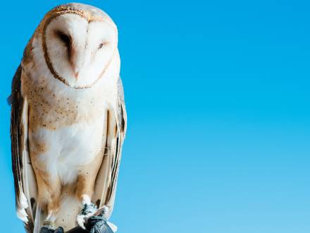 Owl in Aurora Colorado