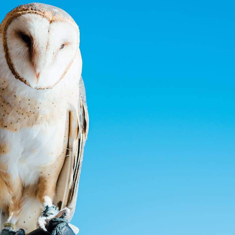 Owl in Aurora Colorado
