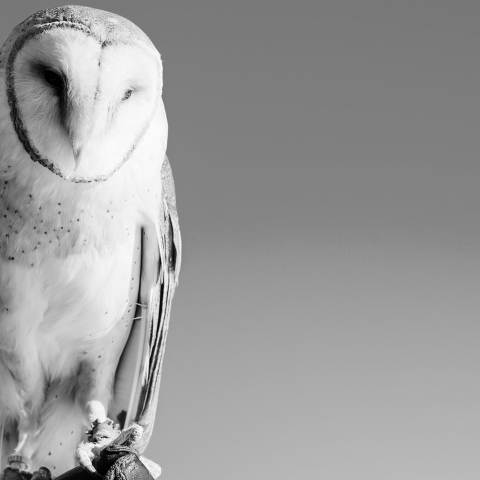 Owl in Aurora Colorado