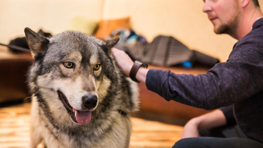 Person pets live wolf at Visit Aurora's Annual Meeting