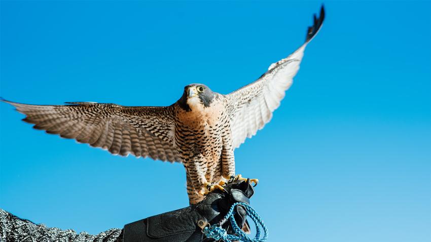 A desert hawk spreads its wings to take off in Aurora Colorado